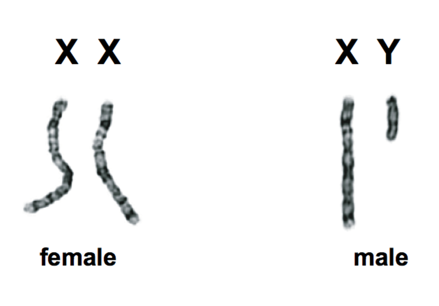 http://scitechconnect.elsevier.com/sex-genes-y-chromosome-future-of-men/