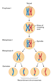 What purpose is served by crossing over during meiosis? | Socratic
