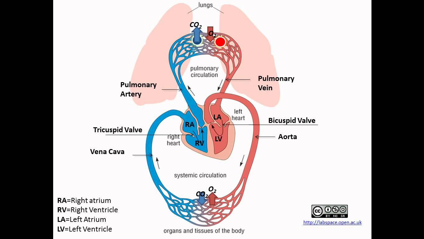 What is the difference between pulmonary and systemic circulation