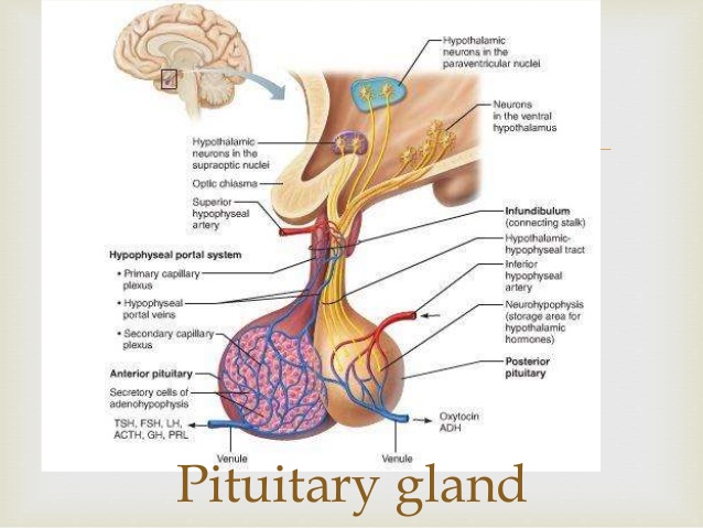 pituitary gland location and function