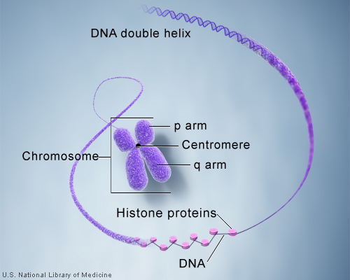 http://ghr.nlm.nih.gov/handbook/basics/chromosome