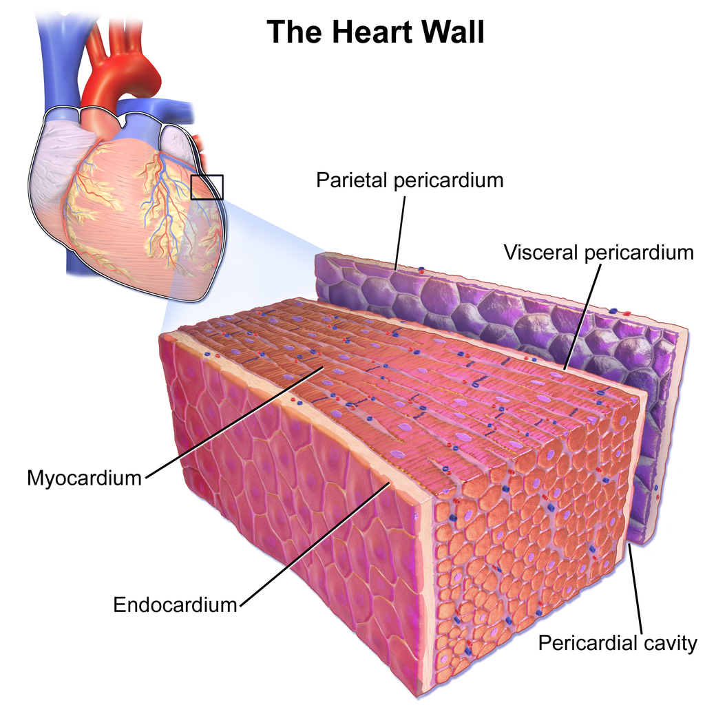 What Are The Names Of Three Layers Of The Heart Wall Socratic