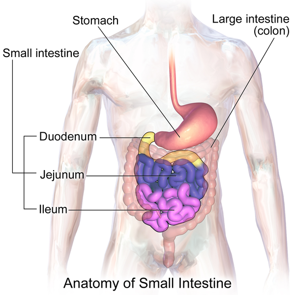https://en.wikipedia.org/wiki/Small_intestine