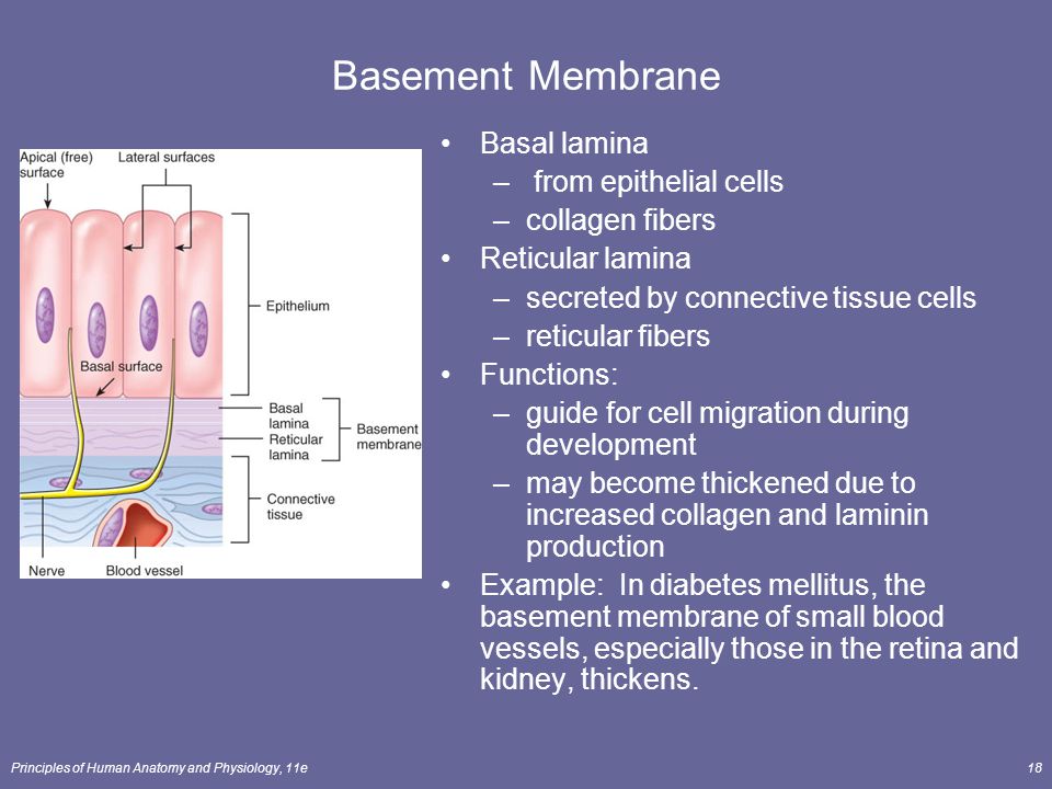 Two Layers Of The Basement Membrane, What Is A Basement Membrane It Made Of