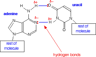 http://www.chemguide.co.uk/organicprops/aminoacids/dna3.html