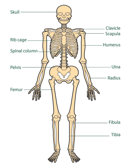 What types of bones are there? + Example