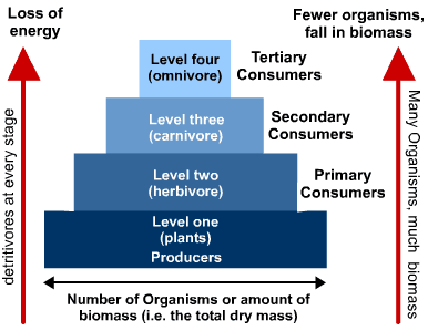5 level food chain pyramid