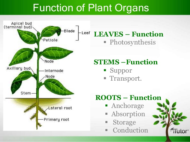 https://image.slidesharecdn.com/plantorgans-130408104843-phpapp01/95/plant-organs-5-638jpg?cb=1365418192