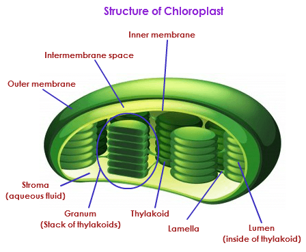https://biology.tutorvista.com/animal-and-plant-cells/chloroplasts.html