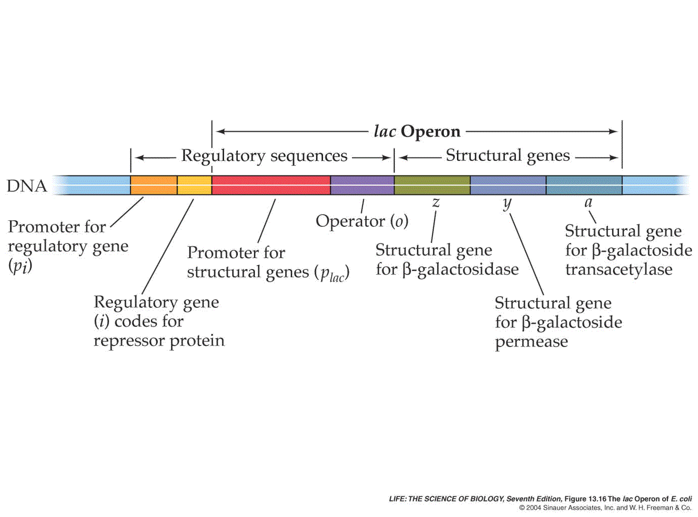 https://quizlet.com/9851684/lac-operon-and-regulation-of-gene-expression-flash-cards/