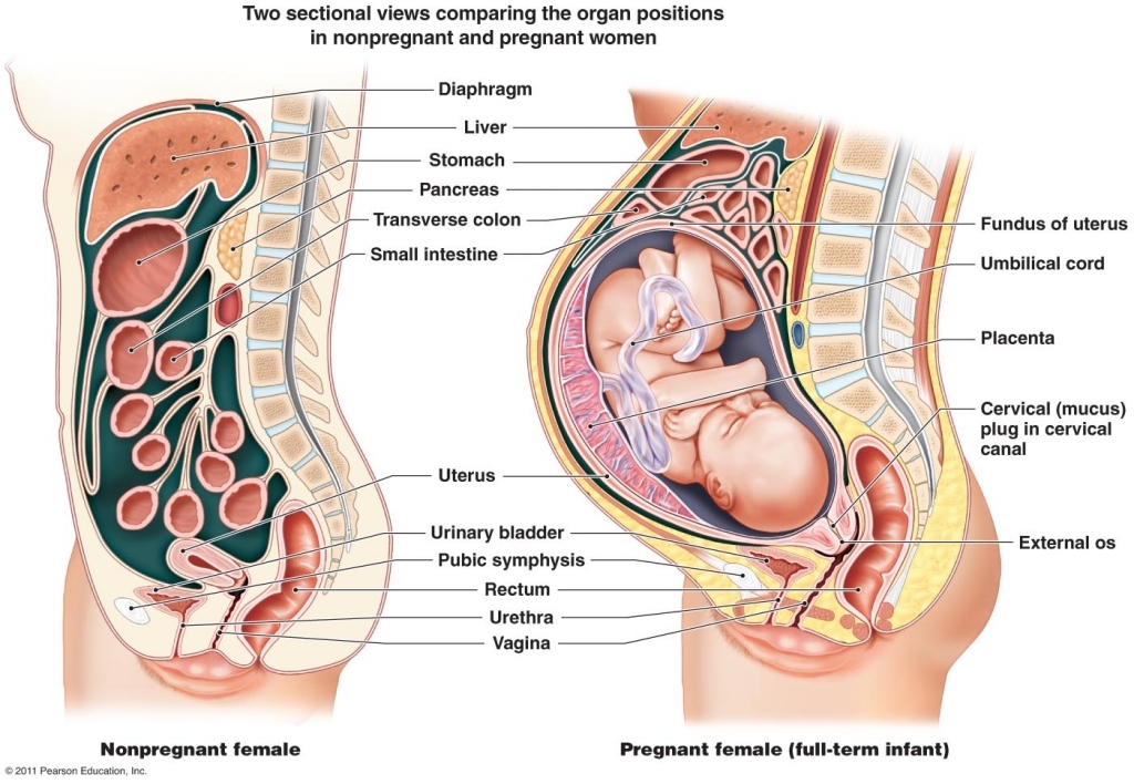 How Does Your Anatomy Change During Pregnancy Socratic