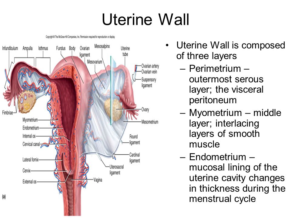 What Are The Three Layers Of The Uterine Wall From The Inside Out Socratic
