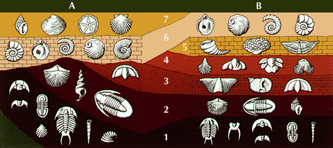 http://kids.britannica.com/comptons/art-53239/Fossils-help-geologists-establish-the-relative-geologic-ages-of-layers