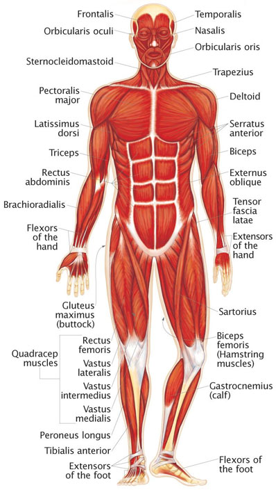 http://findfunfacts.appspot.com/human_body/muscle.html