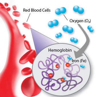 https://www.medicinenet.com/hemoglobin/article.htm