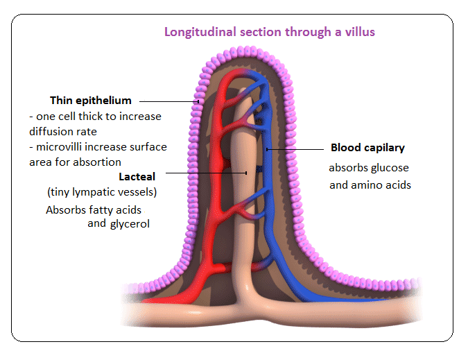 Small Intestine Villi