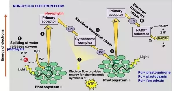 https://www.quora.com/What-is-the-final-electron-accepter-in-noncyclic-photophosphorylation