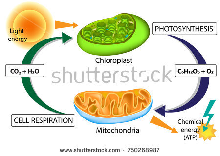 https://www.shutterstock.com/search/photosynthesis