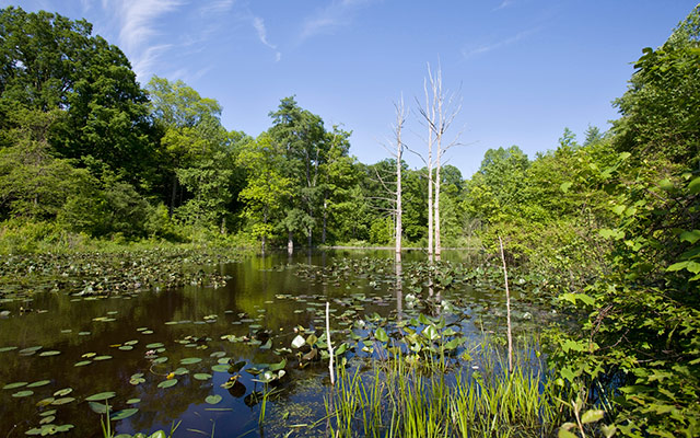 http://www.nature.org/ourinitiatives/regions/northamerica/unitedstates/ohio/placesweprotect/morgan-swamp-preserve.xml