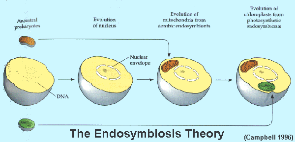 The Endosymbiotic Hypothesis (Wordpress)