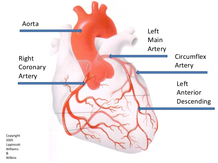 http://www.slideshare.net/marniepc/coronary-arteries-12leads
