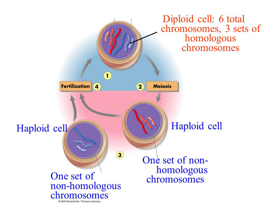 http://slideplayer.com/5163150/16/images/18/Diploid+cell%3A+6+total+chromosomes%2C+3+sets+of+homologous+chromosomes.jpg