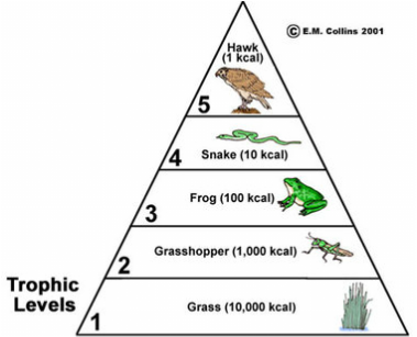 http://maggiesscienceconnection.weebly.com/habitats-food-chains--webs-trophic-pyramid.html