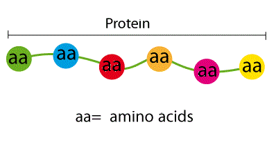 http://www.definicionabc.com/salud/aminoacidos-2.php