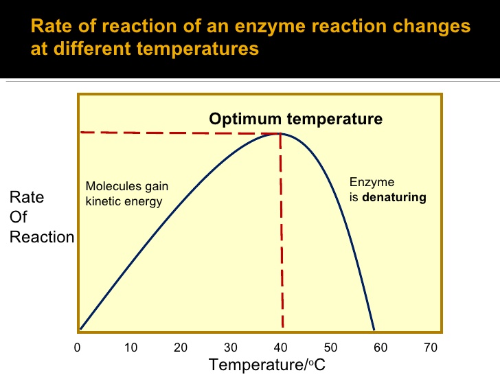 https://www.slideshare.net/clairebloom/effect-of-temperature-and-ph-on-enzyme-activity
