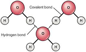 What are some examples of Hydrogen bonds? | Socratic
