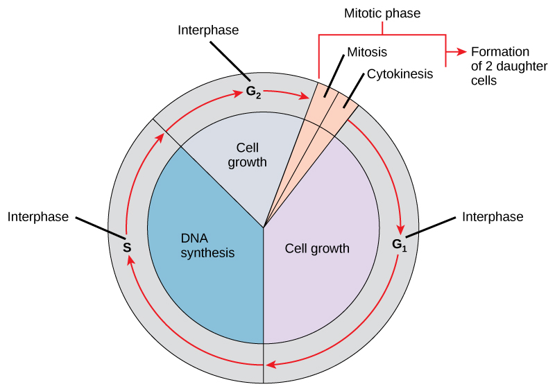 https://www.boundless.com/biology/textbooks/boundless-biology-textbook/cell-reproduction-10/the-cell-cycle-88/interphase-395-11621/