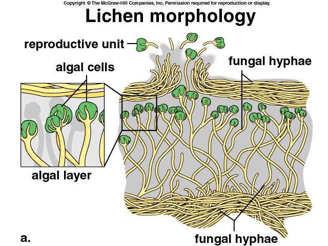http://www.mlbs.virginia.edu/organism/lichens