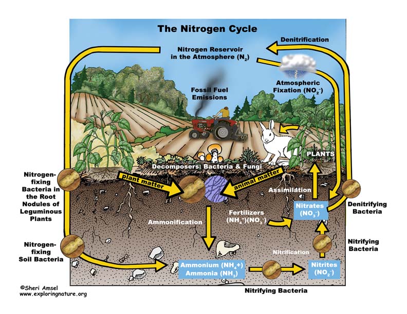 What are the roles of bacteria in the nitrogen cycle? | Socratic