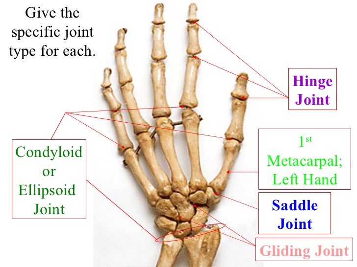 saddle joints in the thumb