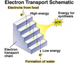 http://antranik.org/cell-respiration-part-3-aerobic-respiration-electron-transport-system/