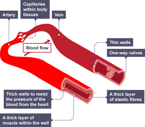 What blood vessels carry blood to the heart? Away from the ...