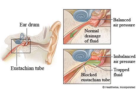 eustachian auditory tube