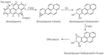 Benzopyrene metabolism