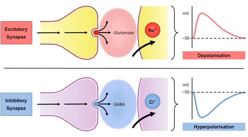Neurotransmitters: Glutamate, What do glutamate neurotransmitters do?