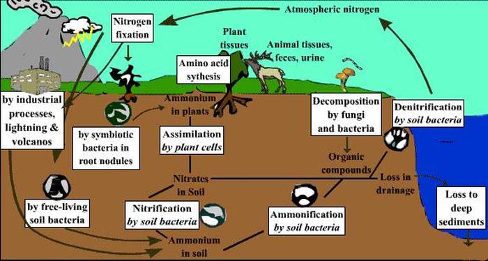 How does the nitrogen cycle affect plants? | Socratic