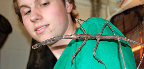 largest insect in the world ever
