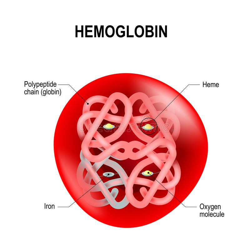 https://www.dreamstime.com/structure-human-hemoglobin-molecule-red-blood-cell-schematic-visual-model-oxygen-binding-process-vector-illustration-image102593315