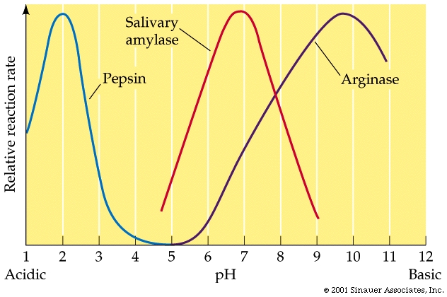 how does ph affect enzyme activity
