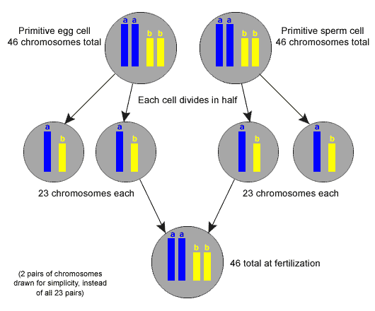 fertilization diagram chromosomes