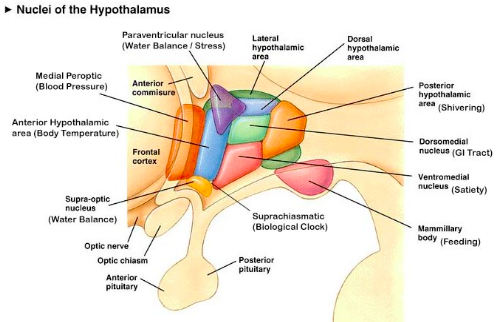 http://wiki.bethanycrane.com/hypothalamusandhomeostasis