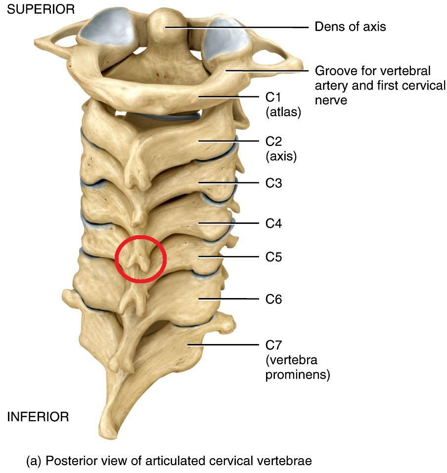 What are first seven vertebrae of the spinal column called? Socratic