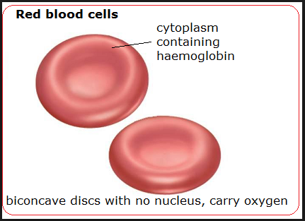 red blood cell nucleus