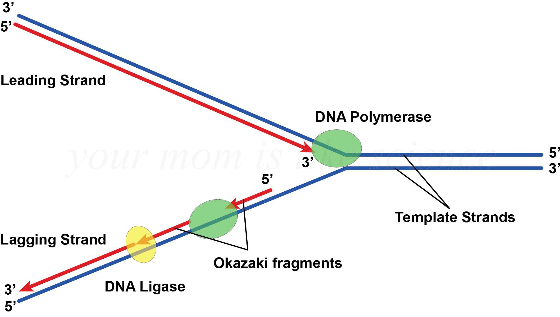 does-the-leading-strand-require-dna-ligase-socratic