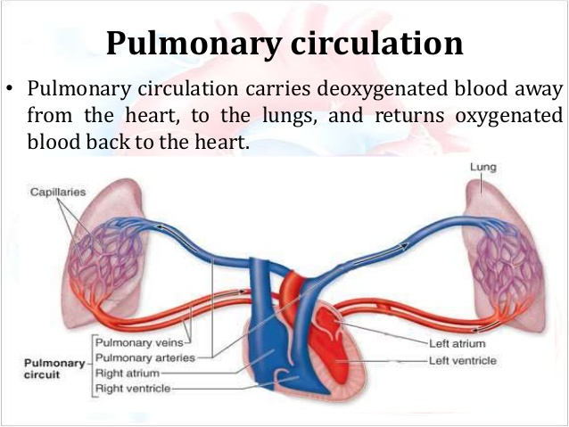 https://image.slidesharecdn.com/pulmonaryandsystemiccirculation-160826090029/95/pulmonary-and-systemic-circulation-3-638jpg