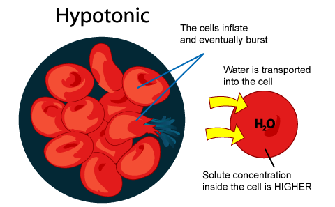 What Will Happen If A Bacterial Cell Is Placed In A Hypotonic Solution With Penicillin Socratic